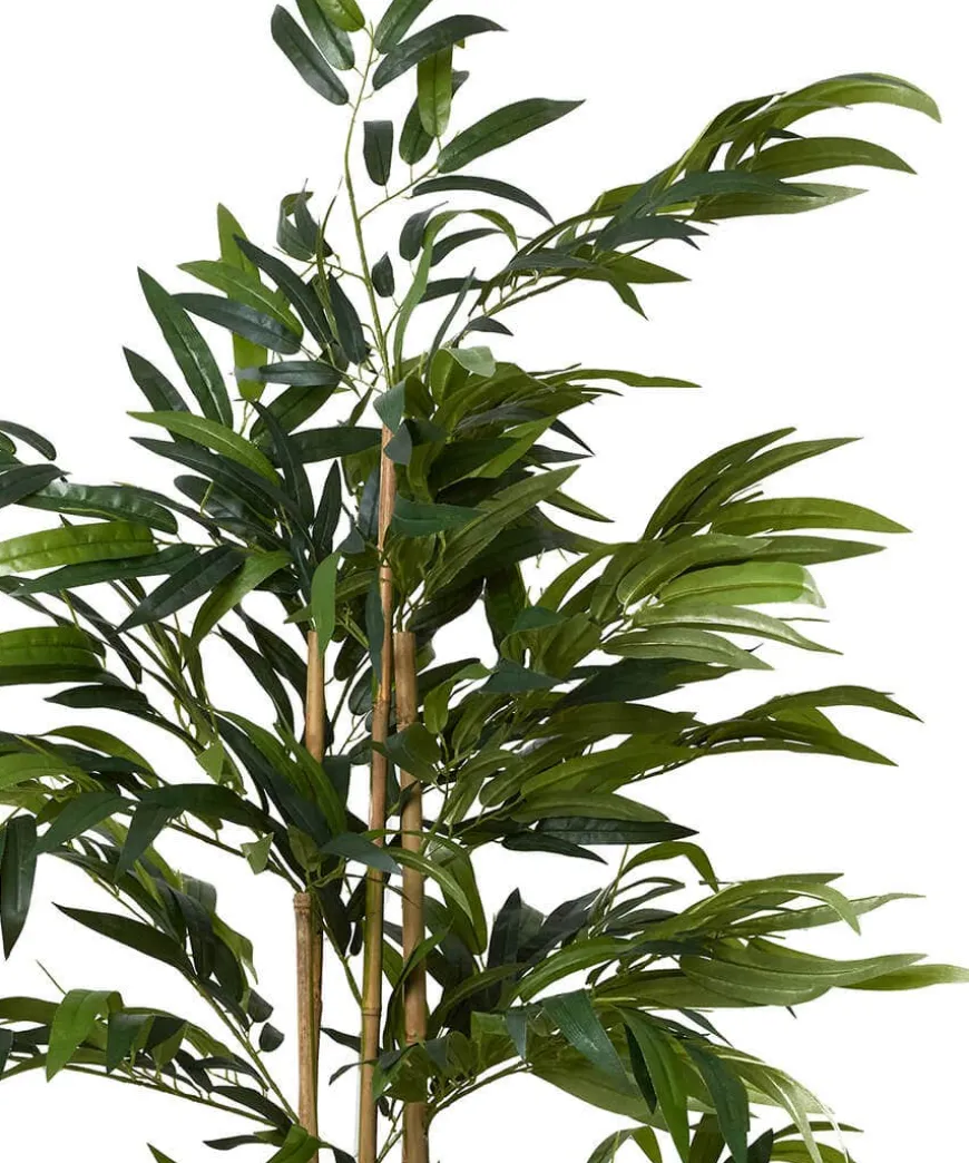 Brilliant Bamboo Plant