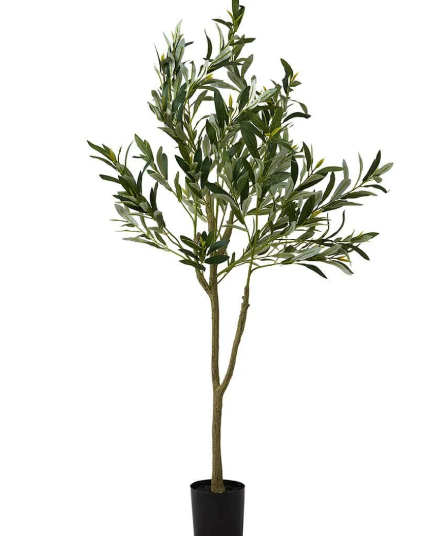 The Tree Of Life Olive Tree