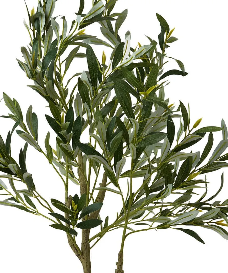 The Tree Of Life Olive Tree
